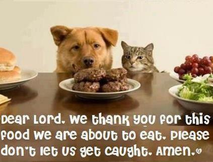Dog Cat Prayer